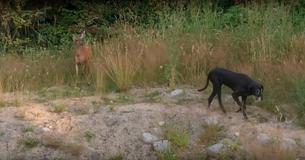 Wild Deer Keeps Visiting Great Dane Friend Despite Having Completely Different Lives
