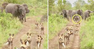 L'incroyable vidéo d'un troupeau d'éléphants qui se précipite pour protéger l'éléphanteau d'une meute de chiens sauvages
