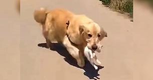 Un Golden Retriever met en sécurité un chaton errant en le ramenant chez lui