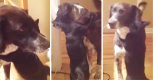 Un chat embrasse son ami chien à son retour après 10 jours d'absence