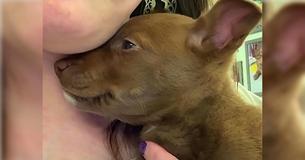 Ce chiot n'arrête pas de sourire après avoir réalisé qu'elle a été sauvée