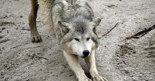 This Island Between Canada And The US Is Full Of Friendly Wolves And It Allows Visitors
