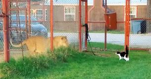 Housecat Stares Down Lioness In Showdown Of Felines