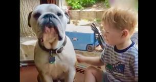 Bulldog Takes On A Protective Big Brother Role To Toddler And His Younger Brothers