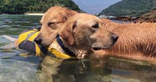 Golden Retrievers Snuggle Each Other During Swimming Session