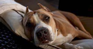 Heldachtige Pit Bull beschermt de jonge vermiste eigenaar tot de peuter weer gevonden wordt door de politie