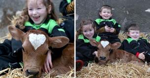 Calf Born On Valentine's Day Has Perfect Heart-Shaped Patch On Its Head