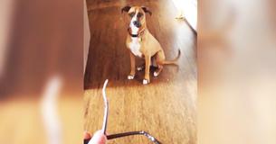 Mom Confronts Dog To Guilty Reaction After Finding Glasses Chewed Up