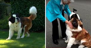 Two-Year-Old St. Bernard Dog Can't Stand Being Separated From His 95-Year-Old Human Friend