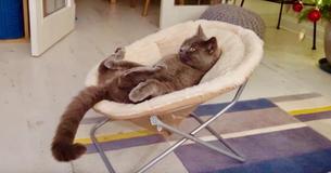 Gray Cat Reclines In Baby Bouncer To Watch "Tom And Jerry" Christmas Movie