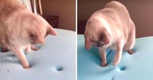 Cat Is Preoccupied With His Pawprints in Memory Foam