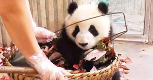 Ondeugende baby panda laat verzorger niet toe taken uit te voeren