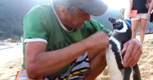 Man Who Saved Penguin On Beach In Rio De Janeiro Gets A Visit From Same Penguin Once A Year