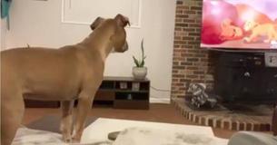 Une chienne devient triste quand Mufasa meurt dans Le Roi Lion