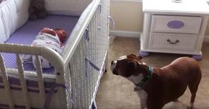 Ce chien Boxer réagit aux premiers cris d'un nouveau-né en pleurant aussi