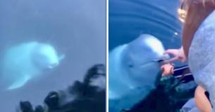 Walvis brengt telefoon terug naar eigenaar die hem in de oceaan heeft laten vallen in Noorwegen