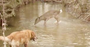 Un homme filme les comportements insolites d'un cerf qui tente d'attirer l'attention de son chien