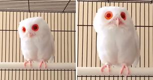 Ce hibou albinos a des plumes blanches comme la neige et des yeux rouges