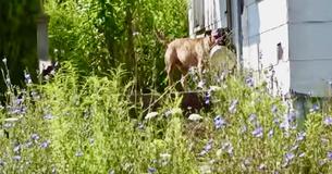Un chien errant se déplace partout avec un bol de nourriture dans l'espoir que quelqu'un le nourrisse