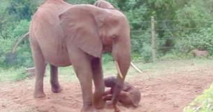 Pregnant Elephant Returns To Sanctuary To Give Birth And Receives A Few Unexpected Guests