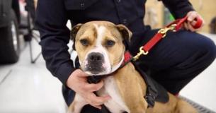 This K-9 Is The First Pit Bull In The U.S. Trained To Detect Arson