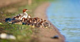 Une maman canard s'occupe de 76 canetons en même temps et essaie de les garder en ligne
