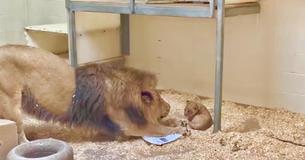 Un père lion rencontre son petit lionceau pour la première fois au zoo de Denver