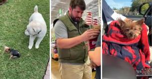 Le chiot d'un couple a disparu en 2006. 14 ans plus tard, ils découvrent qu'il est sans abri et se trouve à 250 km de là