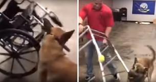 Hyperactive German Shepherd Hysterically Flunks His Service Dog Training