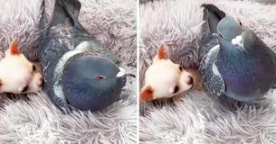 A Bird Who Can’t Fly Met A Puppy Who Can’t Walk, And They’ve Become Best Friends Forever