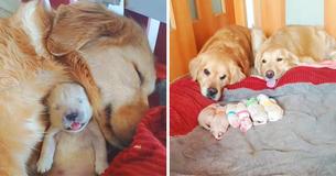 Golden Retrievers Watch Lovingly Upon Their Newborn Puppies
