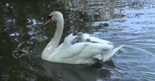 Mother Swan Protectively Ferries Her Eight Babies Under Her Wing While Swimming