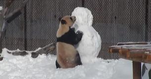 Des gardiens de zoo construisent un bonhomme de neige dans la maison d'un panda qui réagit de façon amusante à l'envahisseur des neiges