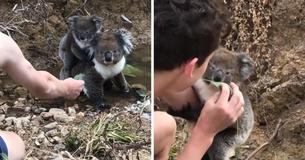 Curious Baby Koala Decides To Climb Up Teen's Arm After Being Offered Eucalyptus Leaf