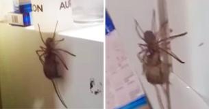 Man In Australia Films Huntsman Spider Crawling Across Side Of His Neighbor's Fridge Carrying A Mouse