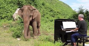 Elephant In Thailand Who Was Once In Logging Captivity Feels At Peace When She Hears Piano Playing