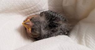Man Gets Ridesharing Service To Drive Injured Baby Bird To Wildlife Rescue Center While On Night Out