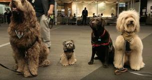 San Francisco Airport Has 'Wag Brigade' Therapy Animals To Relax Stressed Travelers