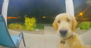 Un chien sonne à la porte pour rentrer chez lui après être sorti