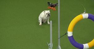 Bulldog Nearly Aces Agility Course At Famous Dog Show With Only 1 Small Error