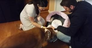 Un chien remercie ses propriétaires d'avoir ramené sa petite nouvelle meilleure amie à la maison