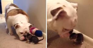 Un bulldog conosce per la prima volta il gattino che diventerà suo fratello