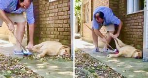 Argentinian Man Doing Chores Forced To Sweep Around His Very Lazy Dog