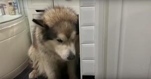 Les adorables tentatives de ce grand malamute se cachant de ses propriétaires pour éviter l'heure du bain 
