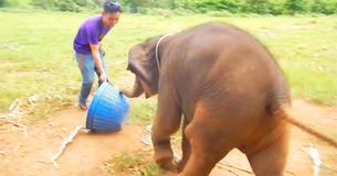 Un bébé éléphant "rit" lorsqu'il joue avec un gardien