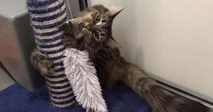 Shelter Cat Still Looking For Adoptive Family After No One Shows Up To Her Birthday Party