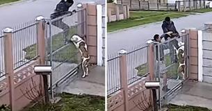 Footage Shows Dog Owner Acting Quickly To Save His Pit Bull From Thief