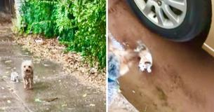 Un petit chien bienveillant sauve un petit chaton sans abri d'une averse en le ramenant à la maison