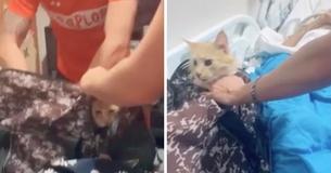 Australian Family Brought Cat Into Hospital So Ill Grandfather Could See Him For The Last Time