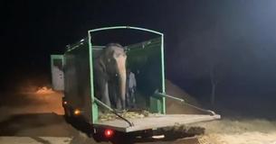 Un éléphant aveugle est libéré après 46 ans de captivité